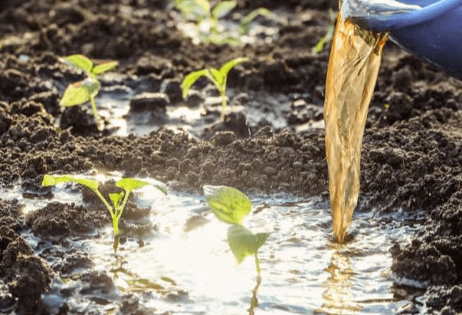 <a href=http://www.6060dd.com/mcy/ target=_blank class=infotextkey>木醋液</a>對農作物改良土壤圖